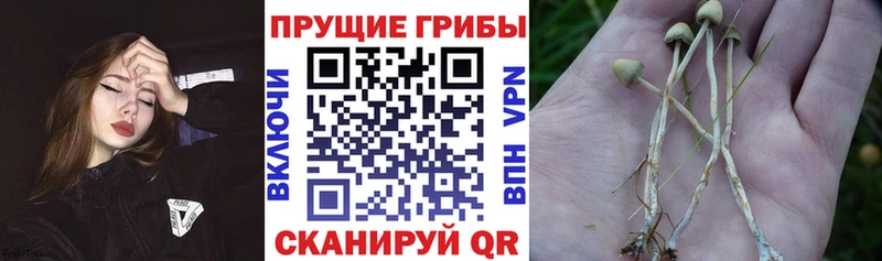 Галлюциногенные грибы Psilocybe  Купить где  Лакинск 